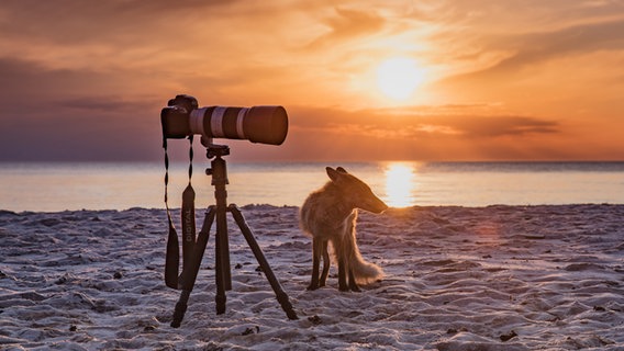 Ein Fuchs steht neben einer Kamera auf Stativ am Ostseestrand. © NDR Foto: Klaus Haase aus Prerow