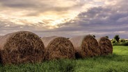 Heuballen auf einer grünen Wiese © NDR Foto: Günter Kamp aus Greifswald