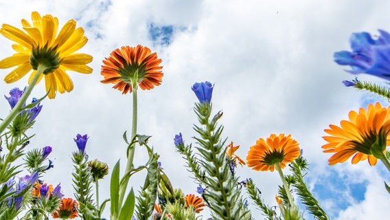 Blumen im Garten © NDR Foto: Klaus Haase aus Prerow