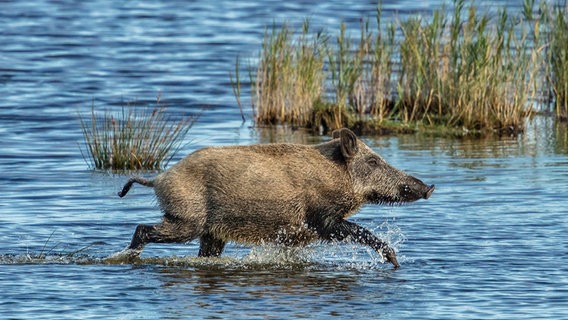 Ein Wildschwein läuft durch das Wasser. © NDR Foto: Klaus Haase aus Prerow
