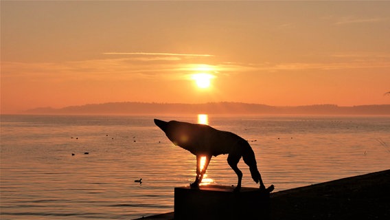 Die Schattensilhouette eines heulenden Wolfes vor der untergehenden Sonne über einem See. © NDR Foto: Manfred Bergholz aus Waren-Müritz