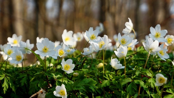 Weiße Blumen im Wald. © NDR Foto: Erika Wenzel aus Bad Doberan