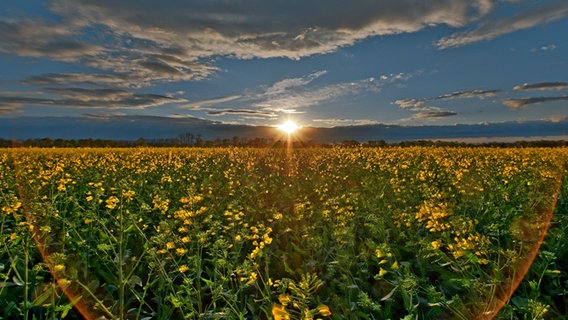 Sonnenaufgang über einem Rapsfeld bei Lübtheen © NDR Foto: Uwe Meyer aus Lübtheen