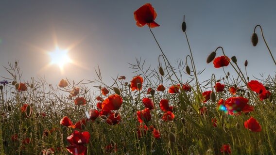 Mohnblumen blühen auf einem Feld. © NDR Foto: Uwe Kantz aus Hinrichshagen