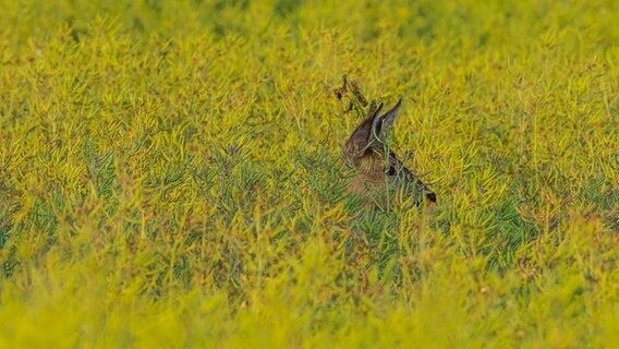 Ein Reh steht im Raps. © NDR Foto: Detlef Meier aus Ducherow