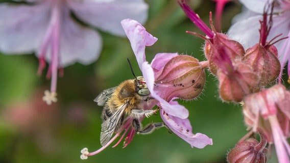 Eine Biene krabbelt in eine lilafarbene Blüte. © NDR Foto: Klaus Haase aus Prerow