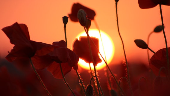 Die Sonne geht hinter einer einem Mohnfeld in Nahaufnahme unter. © NDR Foto: Madleen Holtz aus Anklam