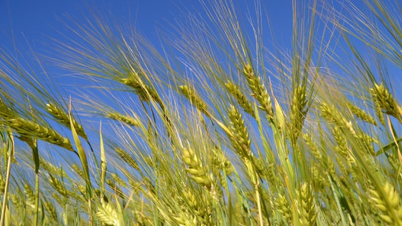 Grün lechtende Getreideähren im Kontrast zum lechtend blauen Himmel in Nahaufname. © NDR Foto: Jana Hobe aus Rostock