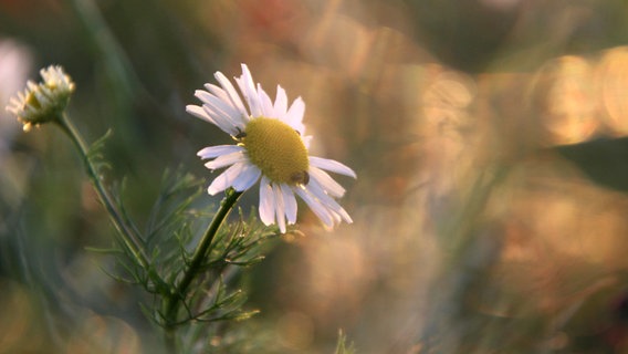 Eine Kamillenblüte auf einer nebligen Wiese. © NDR Foto: Anke Hanusik aus Grimmen