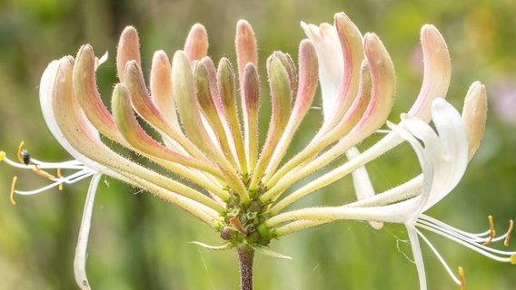 Die Blüte eines Geißblattes im Sonnenlicht © NDR Foto: Klaus Haase aus Prerow