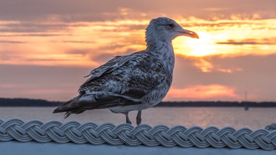 Eine Möwe sitzt auf einem Strandkorb im Sonnenuntergang. © NDR Foto: Klaus Haase aus Prerow