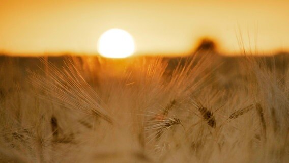 Hinter den Ähren eines Kornfeld geht die Sonne unter. © NDR Foto: Katrin Schäfer aus Blankenhagen