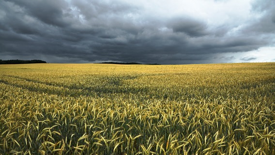 Ein Gewitter braut sich über einem Kornfeld zusammen. © NDR Foto: Alko Schurr aus Rostocks