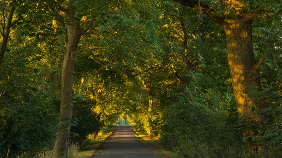 Sonnestrahlen scheinen durch die dichten Bäume einer Allee auf die asphaltierte Straße © NDR Foto: Michael Ritter aus Lübz