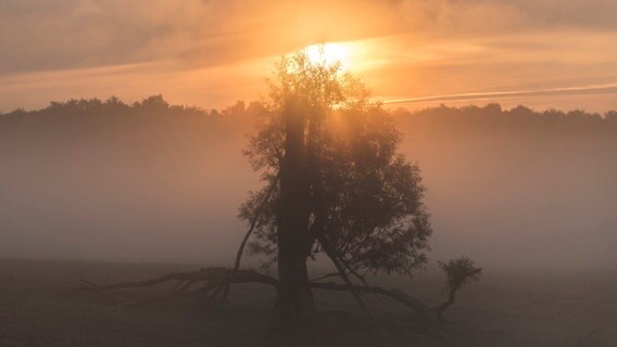 Hinter einem Baum geht die Sonne im Nebel auf. © NDR Foto: Lutz Appel aus Neubrandenburg