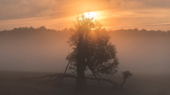 Hinter einem Baum geht die Sonne im Nebel auf. © NDR Foto: Lutz Appel aus Neubrandenburg