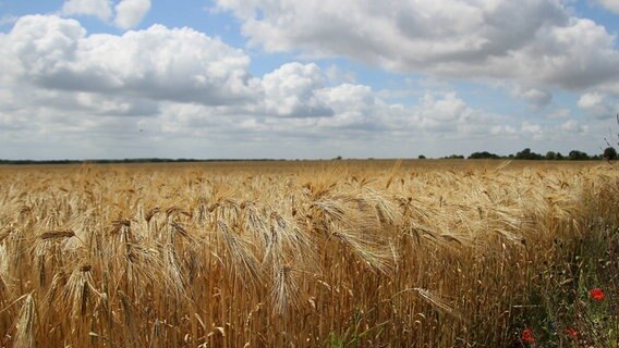 Über einem Kornfeld sind Wolken am Himmel. © NDR Foto: Anke Hanusik aus Grimmen