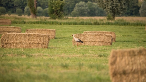 Ein Storch geht über ein Feld auf dem Strohballen liegen. © NDR Foto: Lutz Appel aus Schwerin