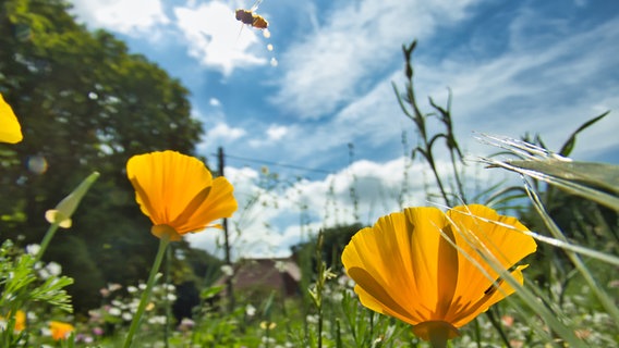 Eine Biene fliegt über zwei gelben Blüten. © NDR Foto: Egon Nehls aus Samtens