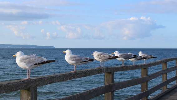 Möwen stehen in einer Reihe auf dem Handlauf der Seebrücke in Binz. © NDR Foto: Heiko Richter aus Weißwasser