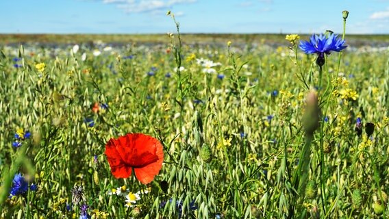 eine Mohnblume und eine Kornblume in einem Getreidefeld © NDR Foto: Alko Schurr aus Rostock