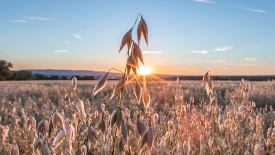 Sonnenuntergang über einem Haferfeld. © NDR Foto: Klaus Haase aus Prerow