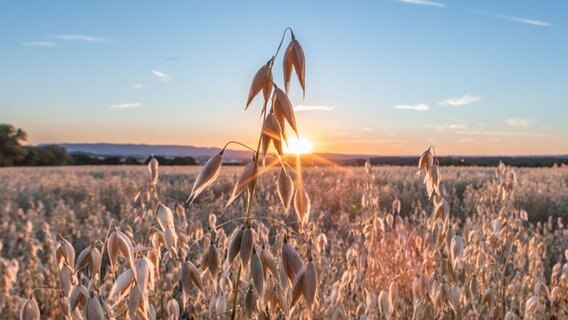 Sonnenuntergang über einem Haferfeld. © NDR Foto: Klaus Haase aus Prerow