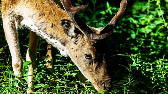 ein Hirsch im Ivenacker Tiergarten © NDR Foto: Martin Fischer aus Gnoien