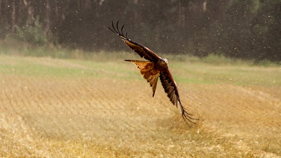 ein Rotmilan fliegt durch den Staub der Getreideernte © NDR Foto: Uwe Meyer aus Lübtheen