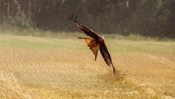 ein Rotmilan fliegt durch den Staub der Getreideernte © NDR Foto: Uwe Meyer aus Lübtheen