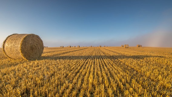 Strohballen liegen auf einem Feld. © NDR Foto: Detlef Meier aus Ducherow