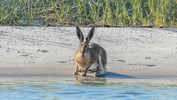 Hase am Wasser © NDR Foto: Klaus Haase aus Prerow