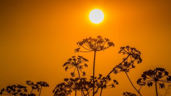 Abendsonne Ducherow © NDR Foto: Detlef Meier aus Ducherow