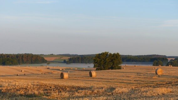 Feld in Koppelow am Morgen © NDR Foto: Gabriele Riech aus Kuchelmiß