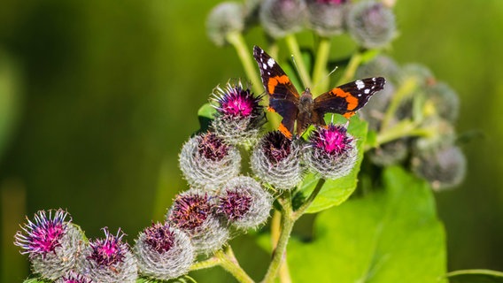 Schmetterling auf Klettenblüten © NDR Foto: Detlef Meier aus Ducherow