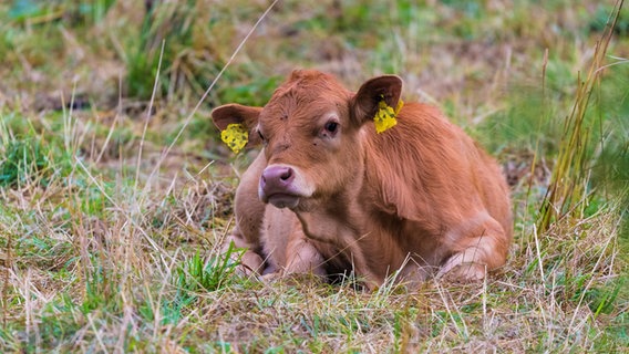 Junge braune Kuh liegt im Gras. © NDR Foto: Lutz Appel aus Neubrandenburg