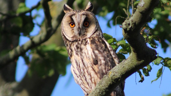 Eine Eule sitzt in einem Baum. © NDR Foto: Eckhard Heitmann aus Loissin
