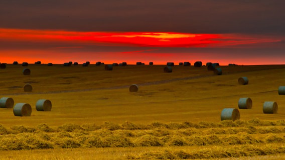 Sonnenaufgang über Strohballen. © NDR Foto: Hartmut Heidrich aus Stralsund