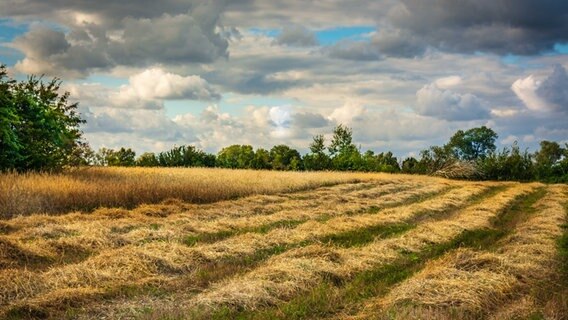 Dunkle Wolken über einem Feld. © NDR Foto: Günter Kamp aus Greifswald