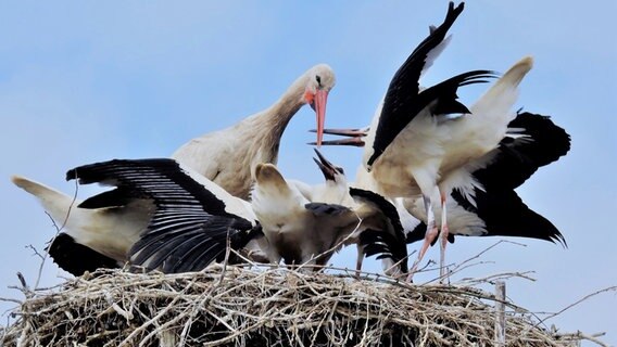 Jungstörche im Nest bei der Fütterung. © NDR Foto: Reinhard Grieger aus Demmin