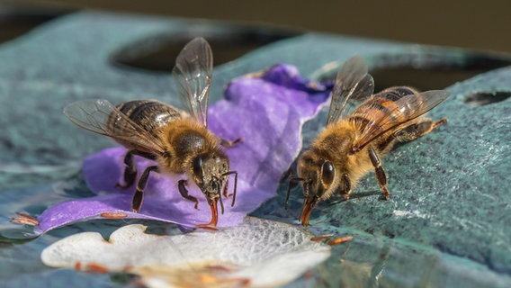 Bienen trinken aus einer Vogeltränke. © NDR Foto: Klaus Haase aus Prerow