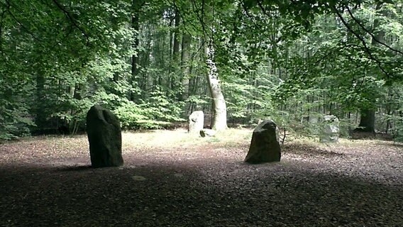 Große Findlinge stehen auf einer Waldlichtung. © NDR Foto: Fritz Köhn aus Rostock