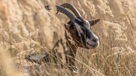 Ein Ziegenbock liegt im Dünengras. © NDR Foto: Klaus Haase aus Prerow