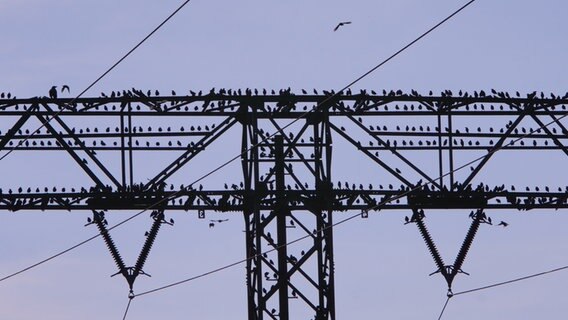 Stare sammeln sich auf einem Strommast. © NDR Foto: Peter Schumacher aus Sundhagen