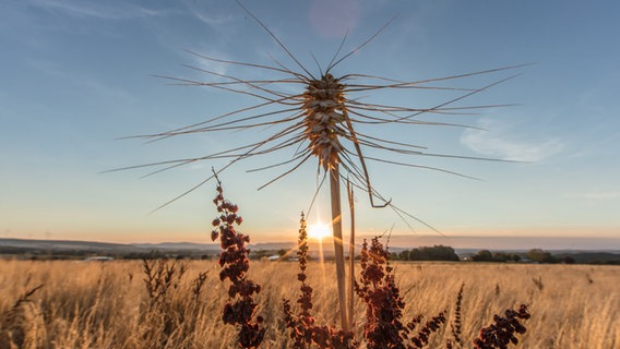 Ein Feld vor Sonnenuntergang. © NDR Foto: Klaus Haase aus Prerow