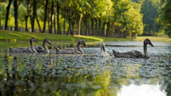 Schwanenkinder auf dem Wasser. © NDR Foto:  Robert Auer aus Schwerin