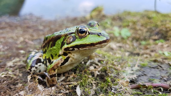 Ein Frosch sitzt auf dem Boden. © NDR Foto: Roberto Koschmidder aus Schwerin