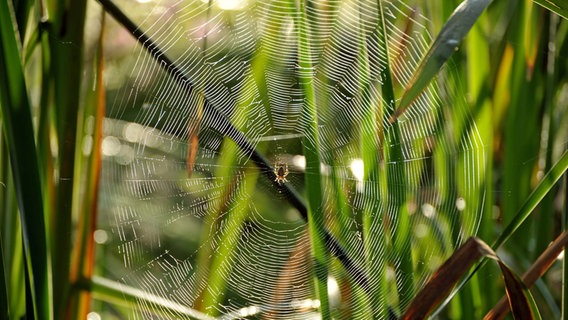 Spinne häng in einem Netz. © NDR Foto: Inka Oehmcke aus Gnoien
