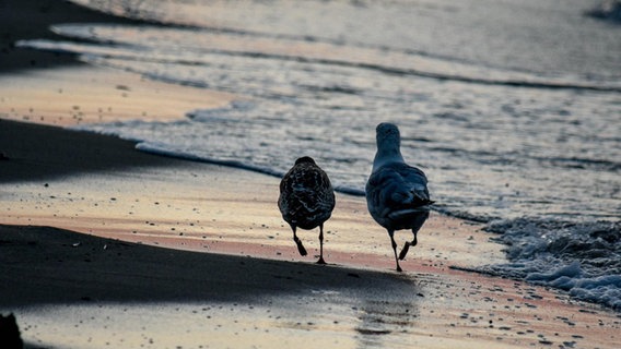 Zwei Möwen am Strand. © NDR Foto: Axel Plate aus Stralsund