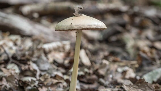 Ein Pilz. © NDR Foto: Frank Engel aus Parchim